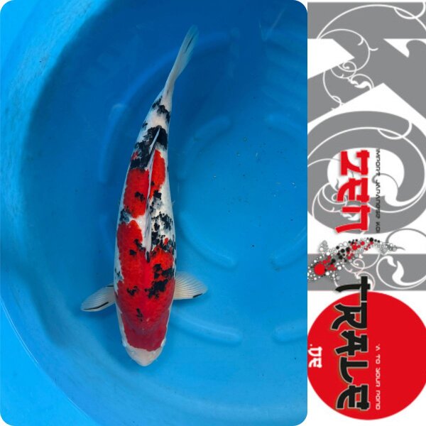 Japan-Koi, Sanke,  Marusei, Sansai, 62cm, female